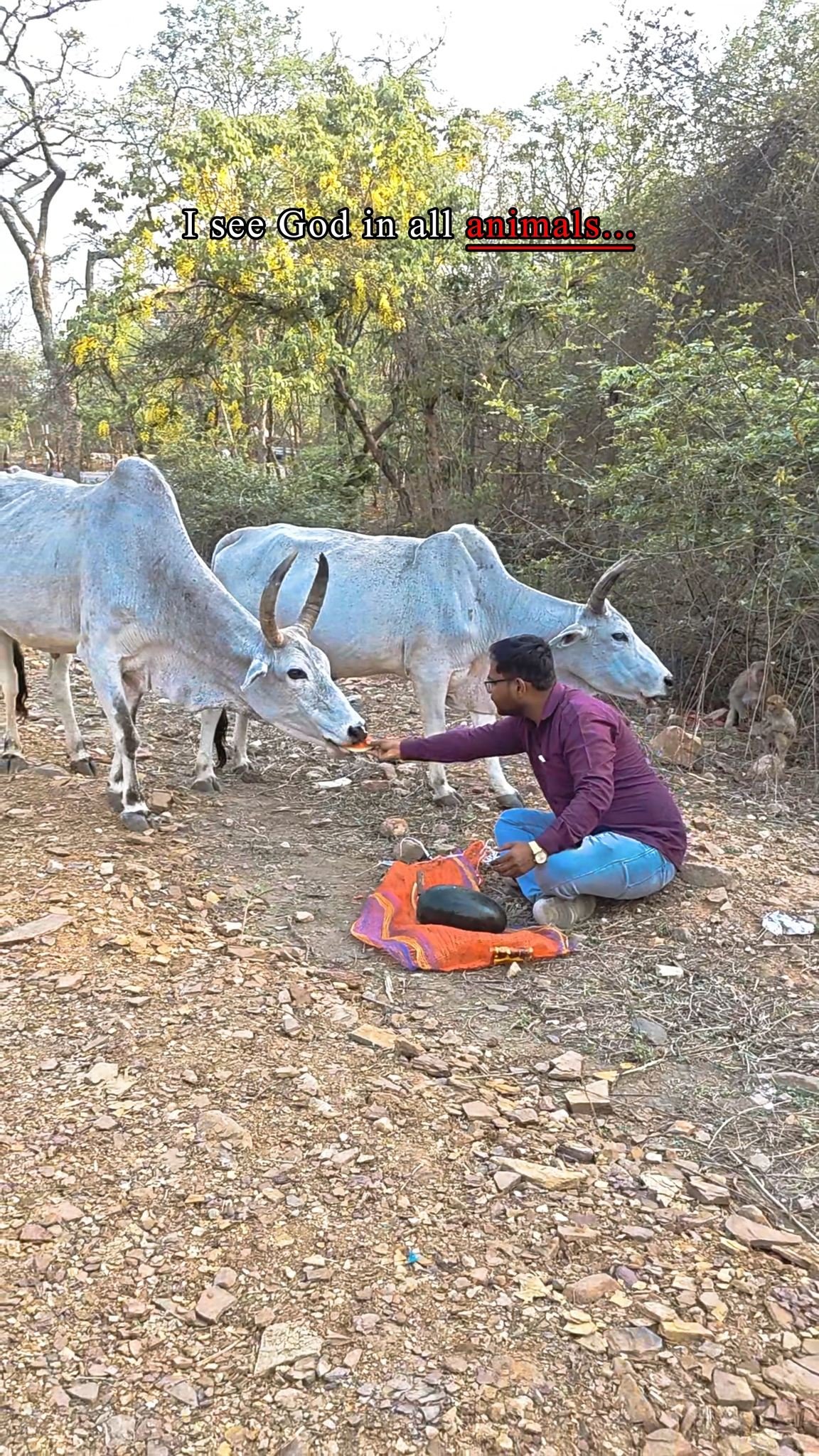 Animal Welfare Drive – Food To Cows