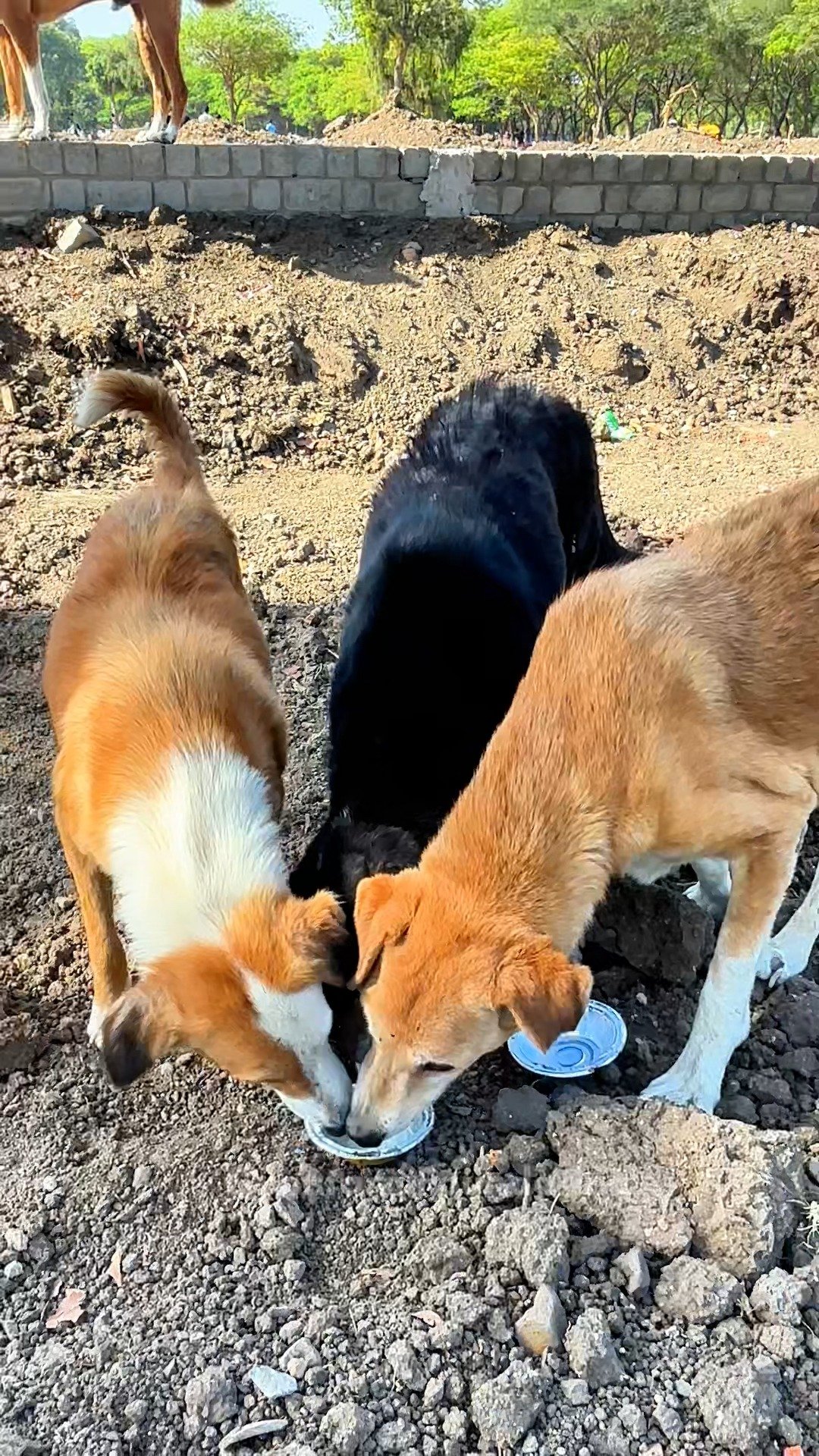 Animal Welfare Drive – Food To Dogs Agian