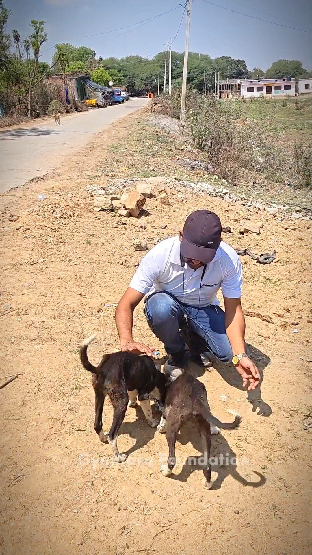 Animal Welfare Drive – Food To Strayy Dogs