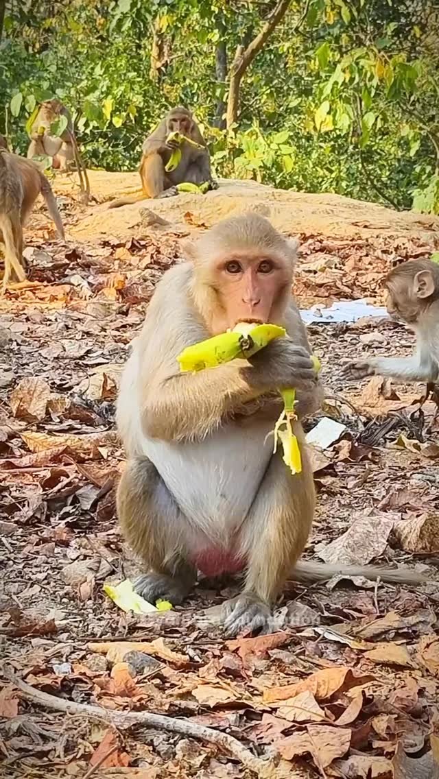 Animal Welfare Drive – Foods To Monkeys