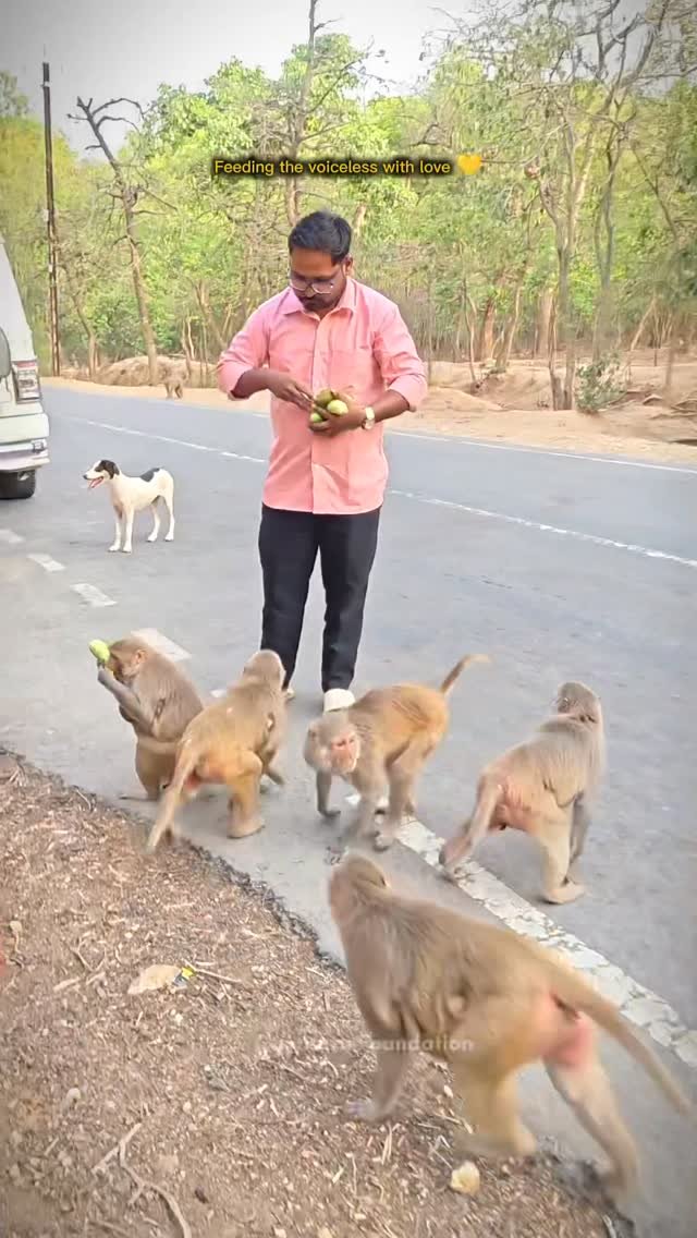 Animal Welfare Drive – Foodto Monkeys