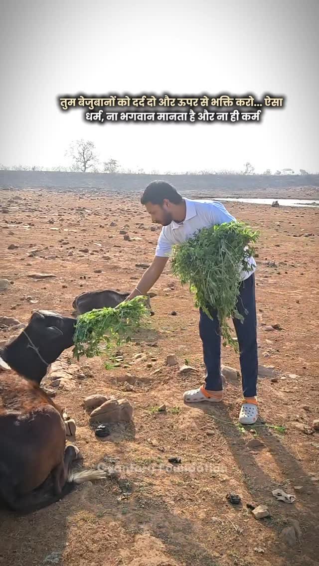 Animal Welfare Drive – Fooodgrass To Cows